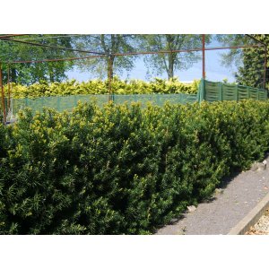 Tis prostredný (Taxus Media) ´HICKSII´,  výška: 10-20 cm, kont. C3L